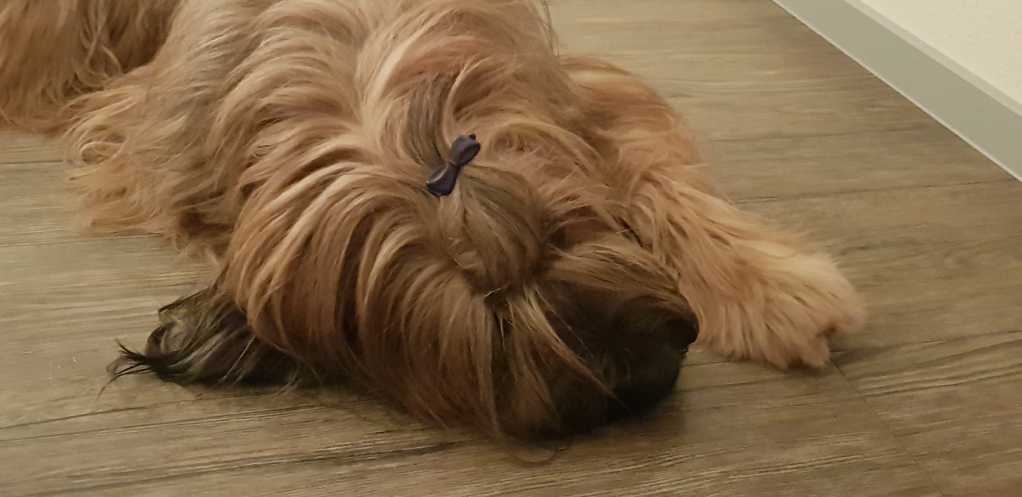 Infos zur Hüftgelenksdysplasie (HD) Briards vom Schurkenturm