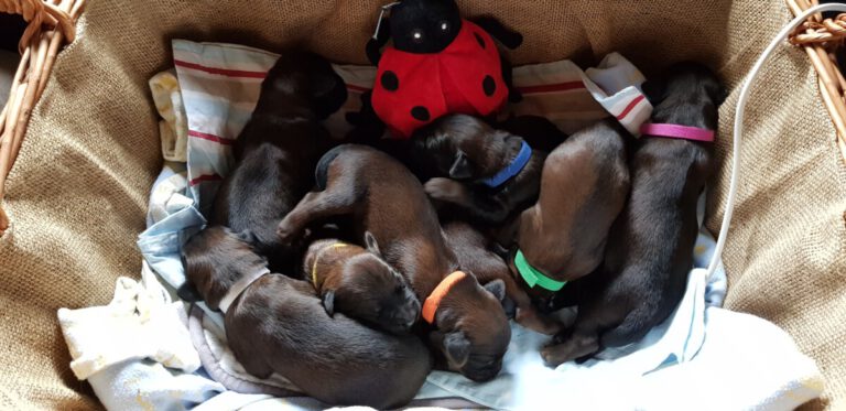 Trächtigkeitskalender von unserer Lia 2021 - Briards vom Schurkenturm